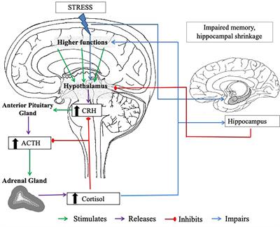 Understanding the relationships between physiological and psychosocial stress, cortisol and cognition